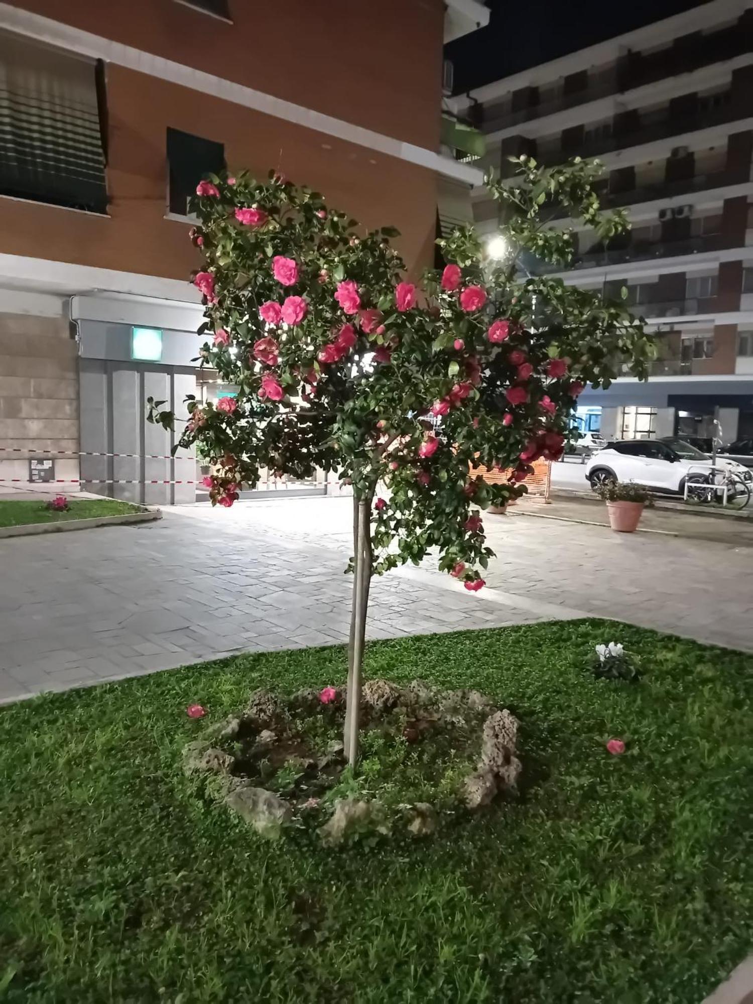 Olimpica Relais Guest House Roma Ngoại thất bức ảnh